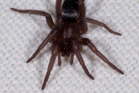 Une immature (Araneae - Gnaphosidae - Scotophaeus sp.)
